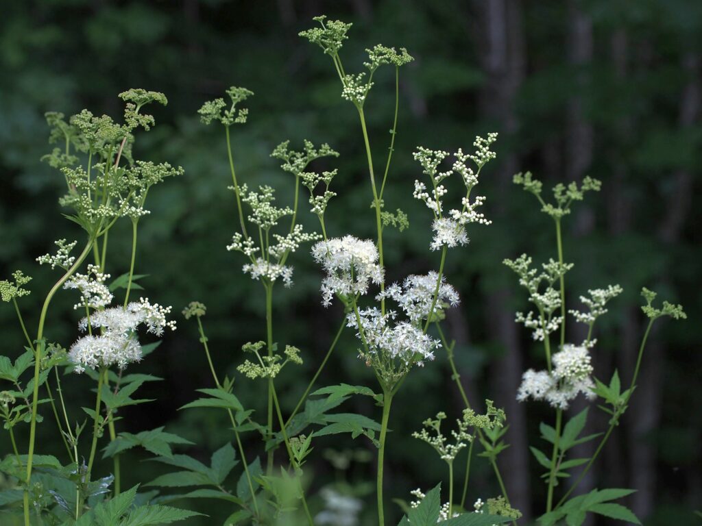 Kräuterquiz Mädesüß - Königin der Wiesen