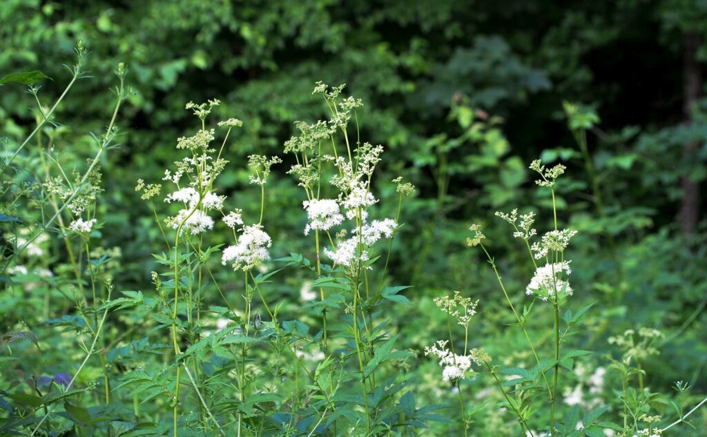 Kräuterquiz Mädesüß - Königin der Wiesen