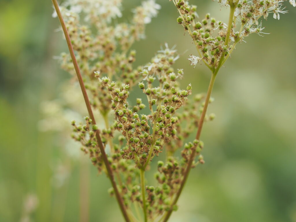 Kräuterquiz Mädesüß - Königin der Wiesen