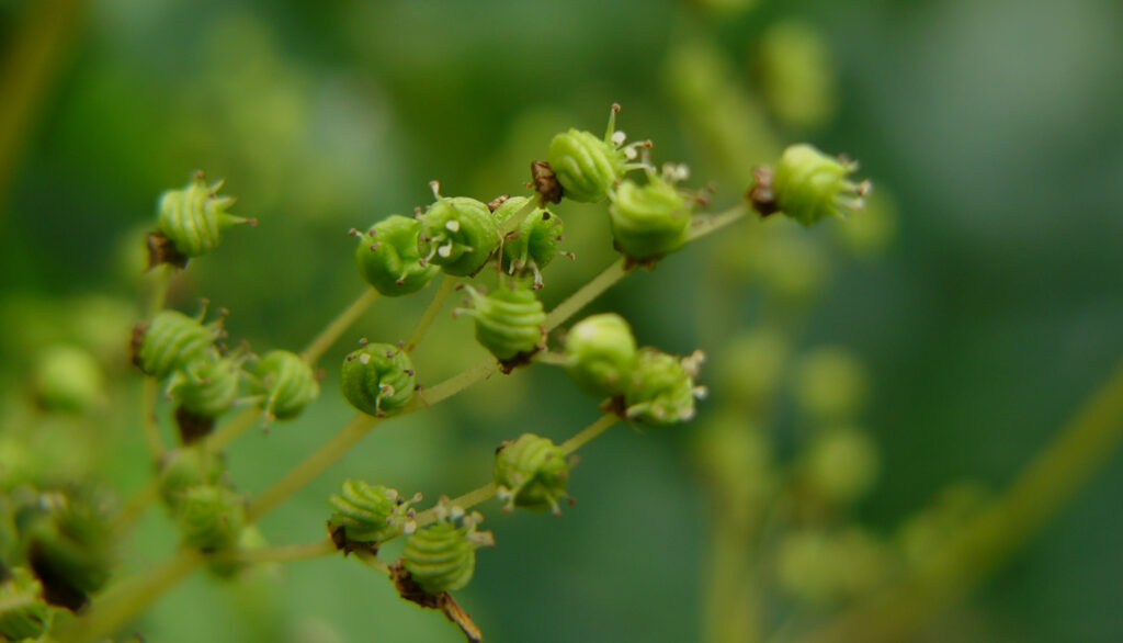 Kräuterquiz Mädesüß - Königin der Wiesen