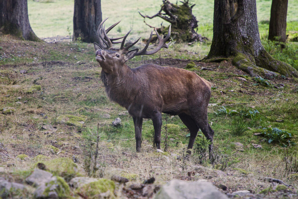 Alpirsbacher Tourentipp: Freudenstadt Berg und Tal