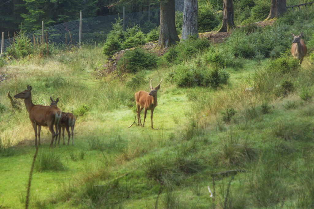 Alpirsbacher Tourentipp: Freudenstadt Berg und Tal