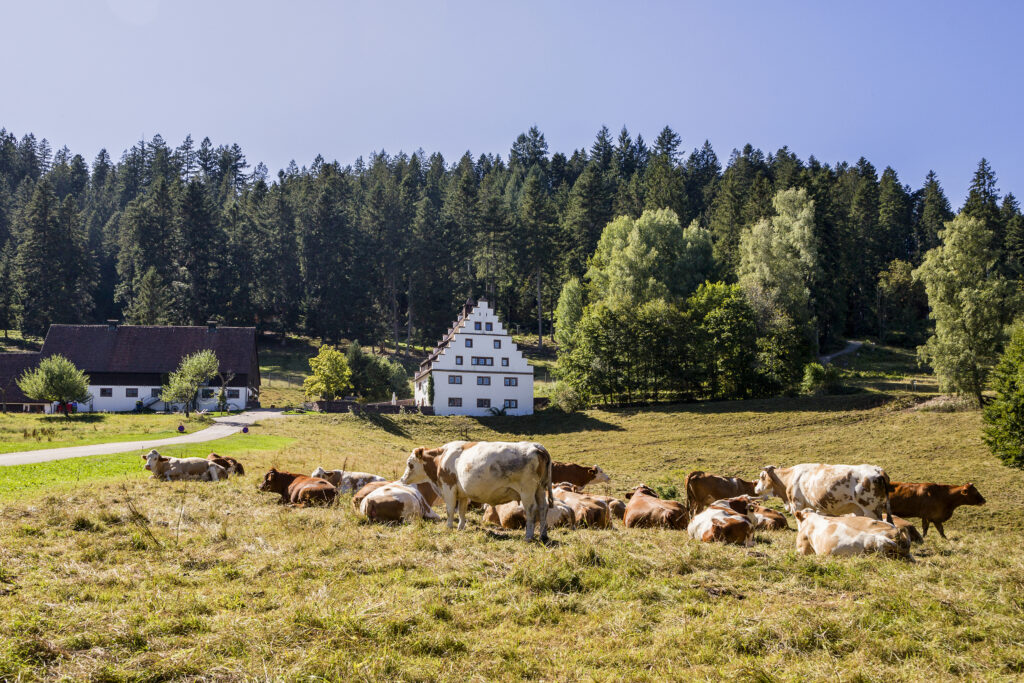 Alpirsbacher Tourentipp: Freudenstadt Berg und Tal