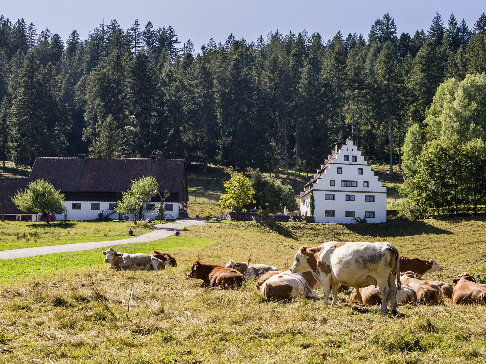 19_Sommer_Christophstal_Bärenschlössle_Kühe© Stadt Freudenstadt Foto Heike Butschkus Titelbild Alpirsbacher Tourentipp: Freudenstadt Berg und Tal