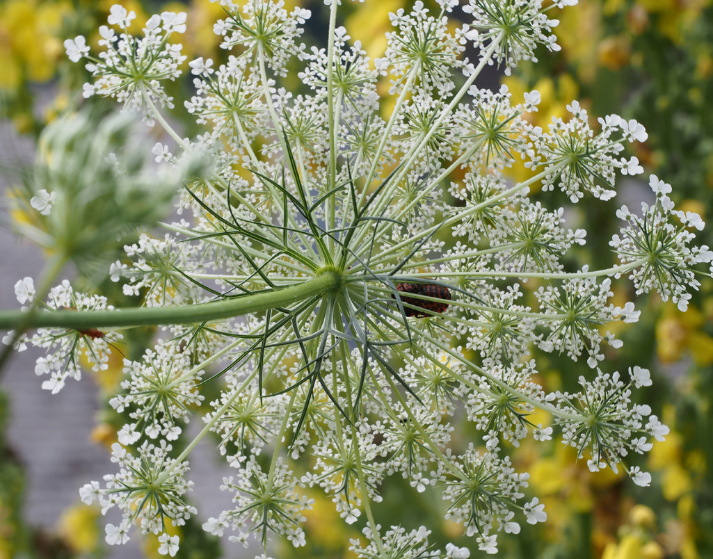 Kräuterquiz Wilde Möhre