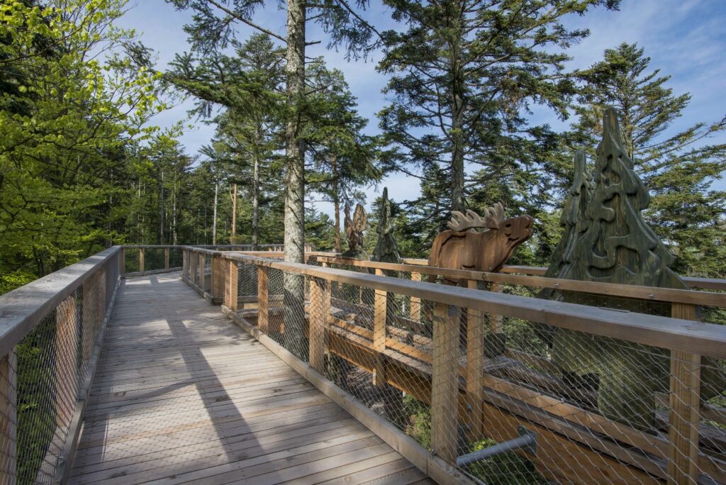 Baumwipfelpfad Schwarzwald