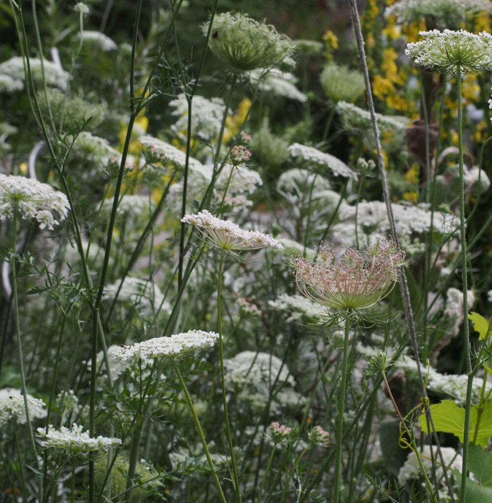 Kräuterquiz Wilde Möhre