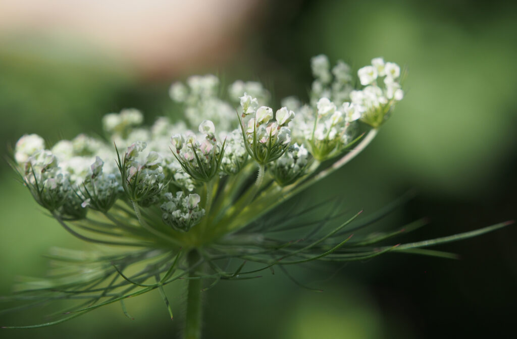 Kräuterquiz Wilde Möhre