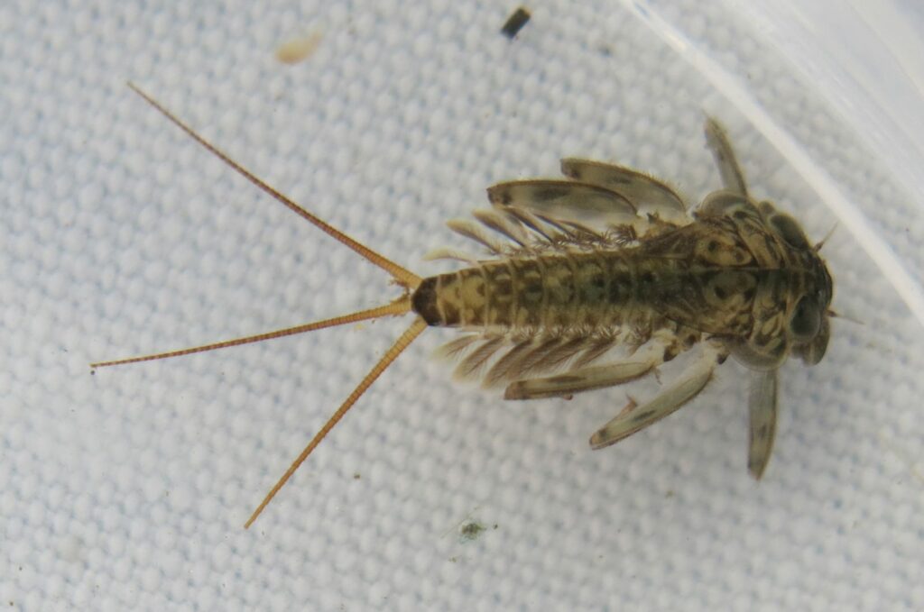 Die Dänische Eintagsfliege - Insekt des Jahres 2021