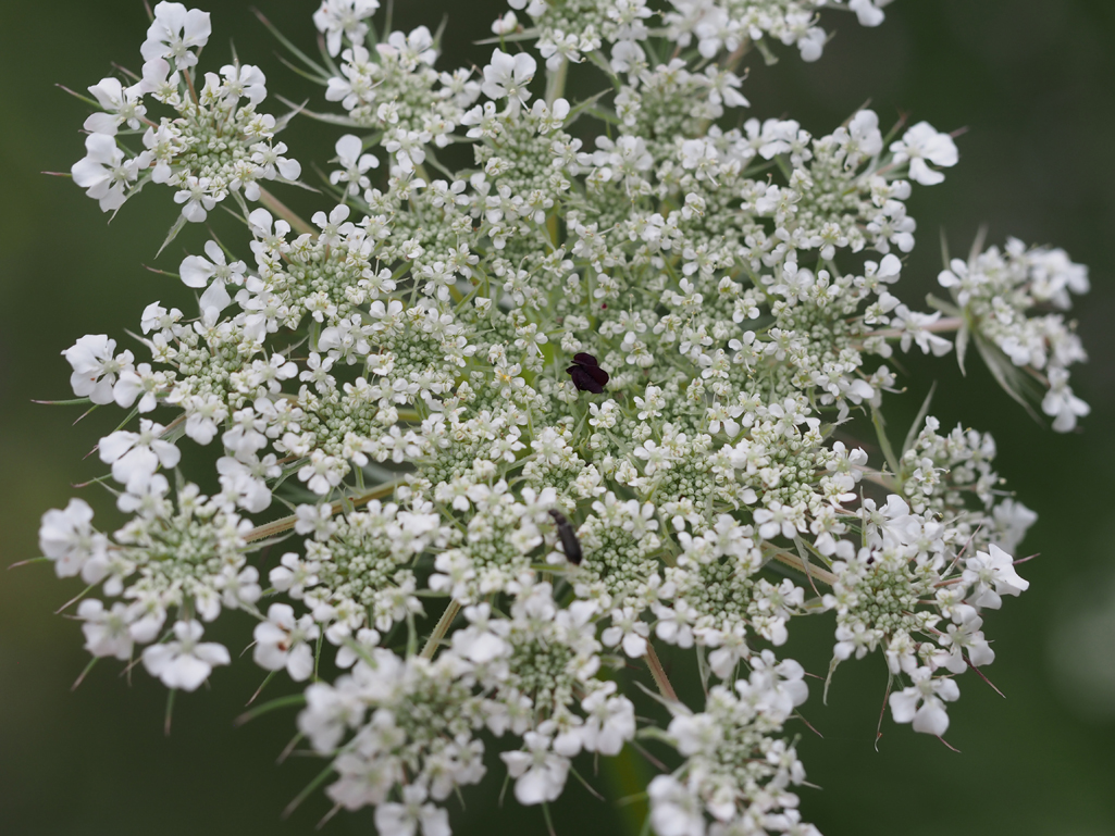 Kräuterquiz Wilde Möhre