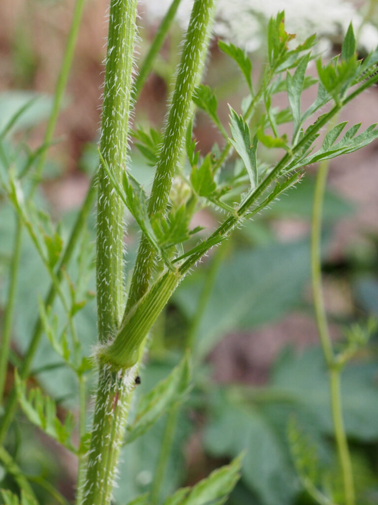 Kräuterquiz Wilde Möhre