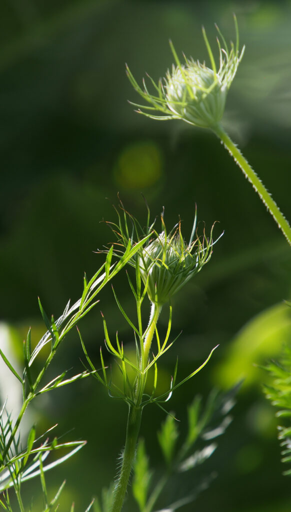 Kräuterquiz Wilde Möhre