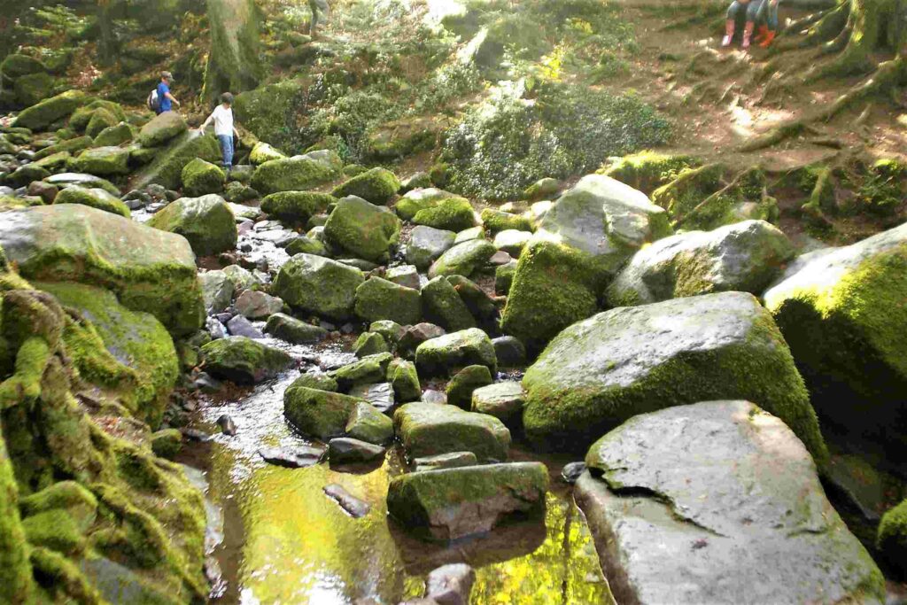 Alpirsbacher Tourentipp Rundwanderung Monbachtal