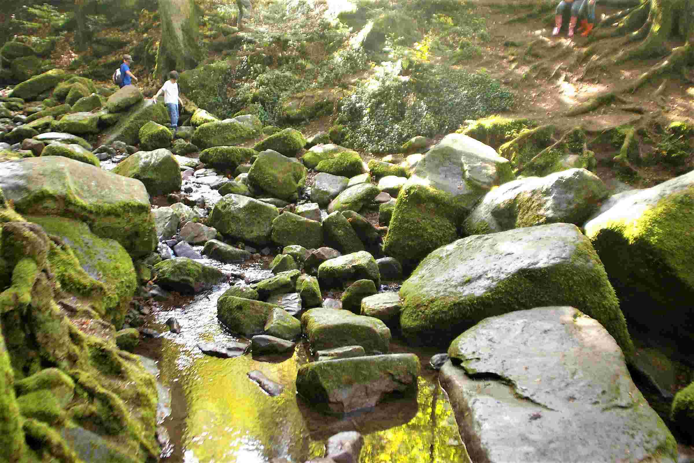 IMGP5255 (2) Alpirsbacher Tourentipp Rundwanderung Monbachtal