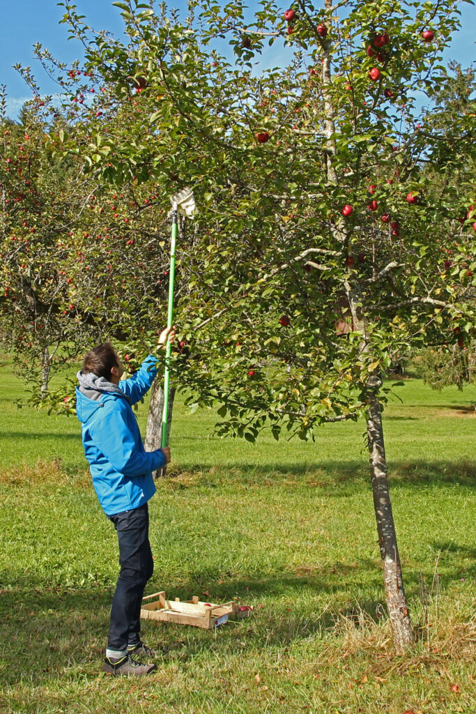Apfelernte bei Schwarzwald-Guide Thomas Bühler