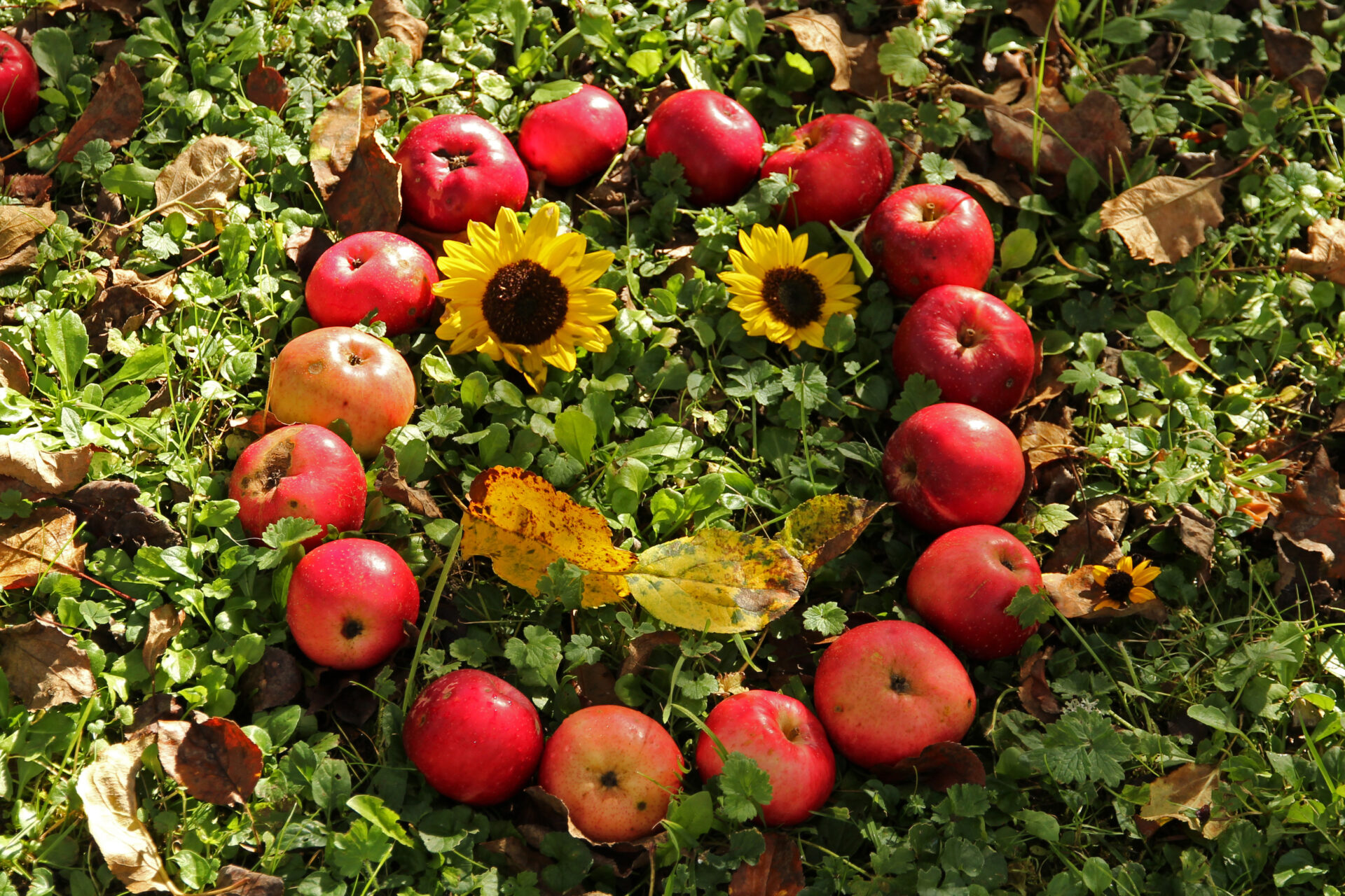 Apfelernte bei Schwarzwald-Guide Thomas Bühler