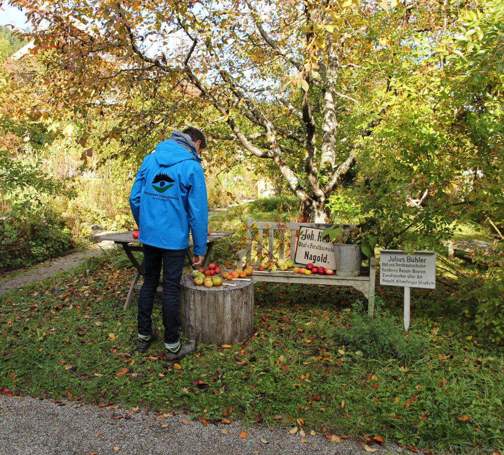 Apfelernte bei Schwarzwald-Guide Thomas Bühler