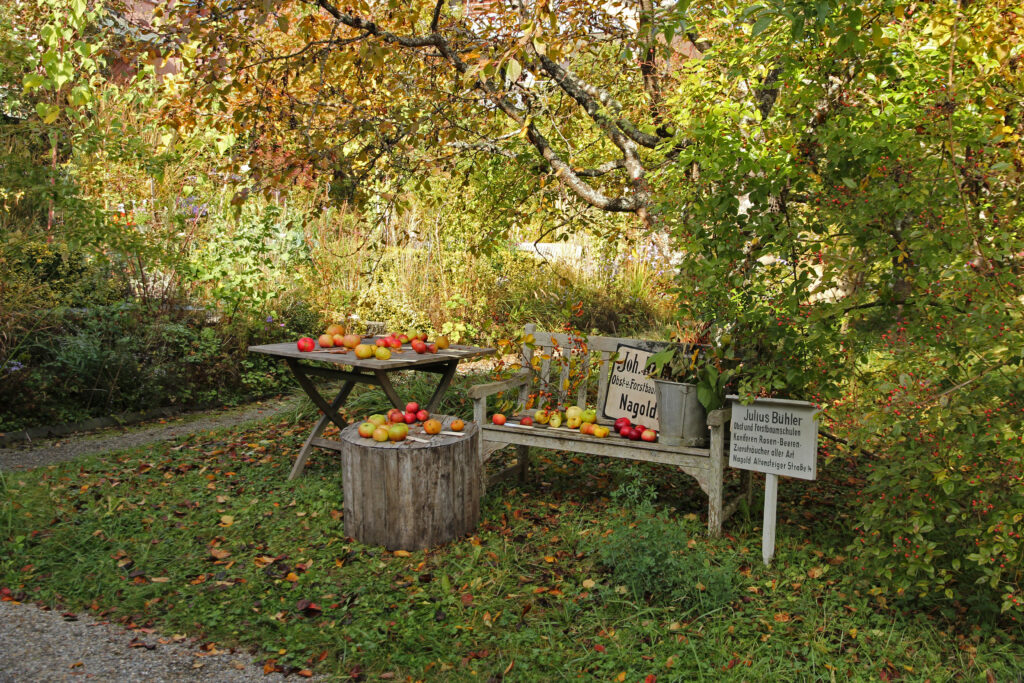 Apfelernte bei Schwarzwald-Guide Thomas Bühler