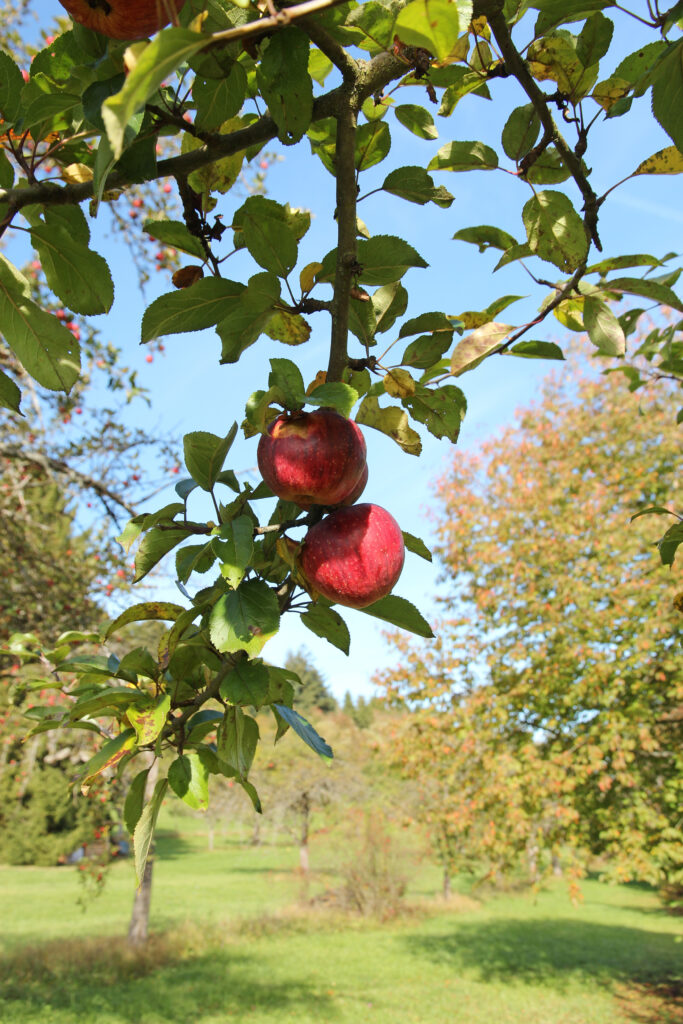 Apfelernte bei Schwarzwald-Guide Thomas Bühler