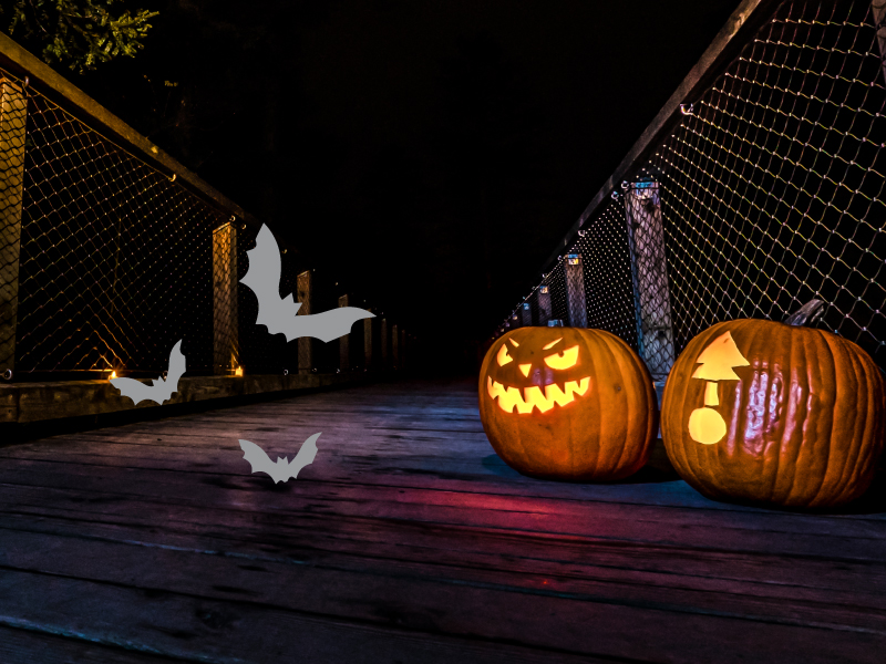 Halloween auf dem Baumwipfelpfad Schwarzwald