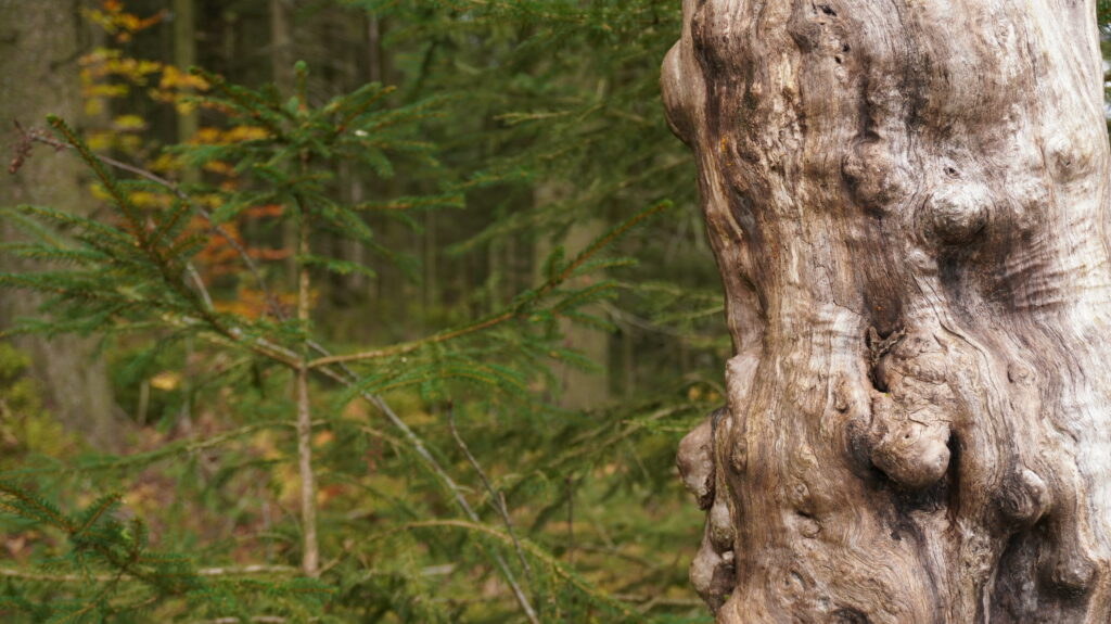 Klimabotschafter-Ausbildung Wald, regenerative Energien und badenova