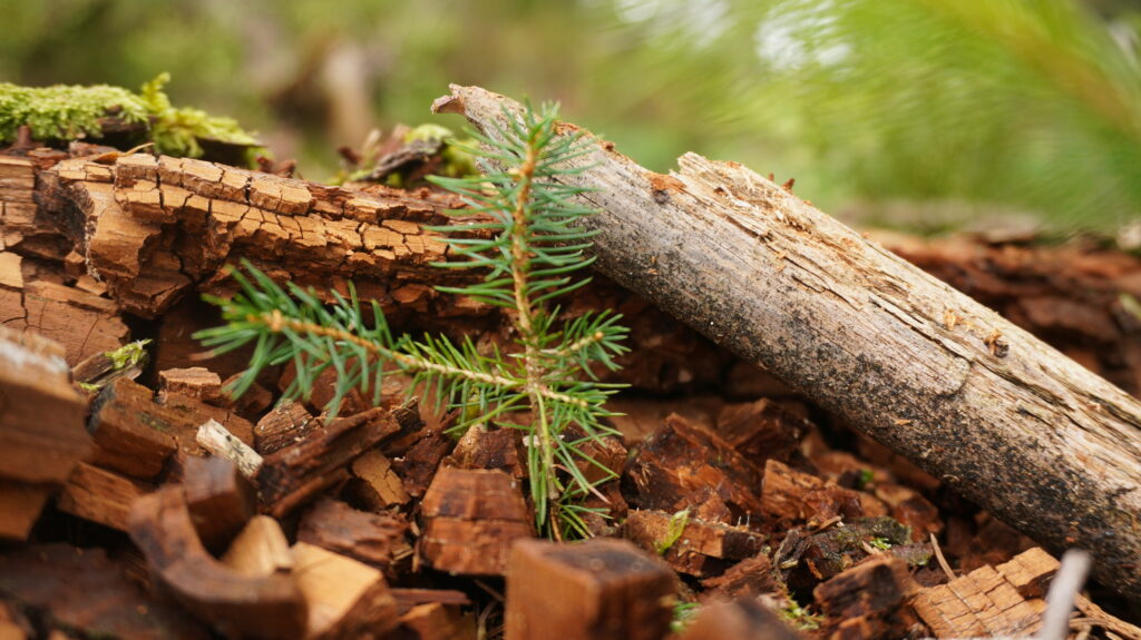 Klimabotschafter-Ausbildung Wald, regenerative Energien und badenova