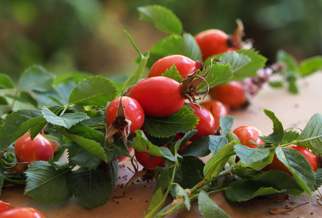 Wildpflanzenquiz Hagebutte