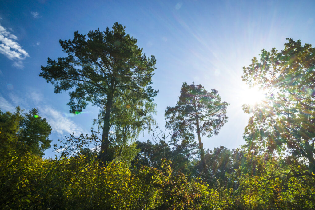 Alpirsbacher Tourentipp - AugenBlick-Runde Wildberg