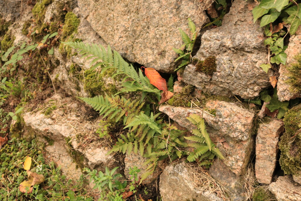 Herzenssache Natur - Trockenmauerpflege am Engelsberg in Bühlertal