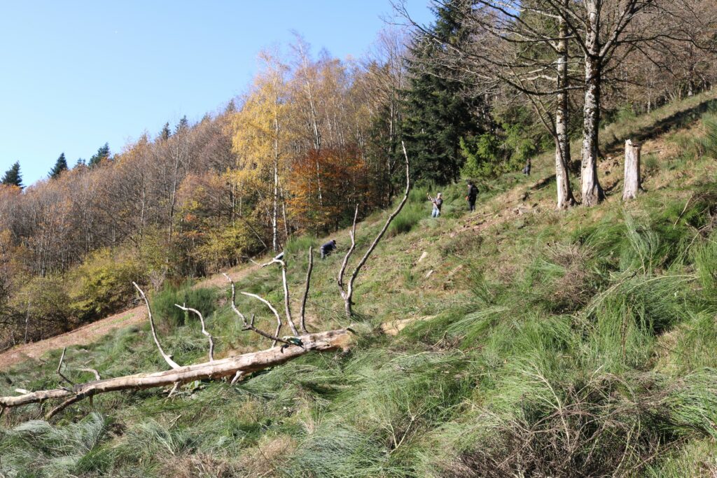 Herzenssache Natur Oberharmersbach - Ortenauer Landschaftspflegetag