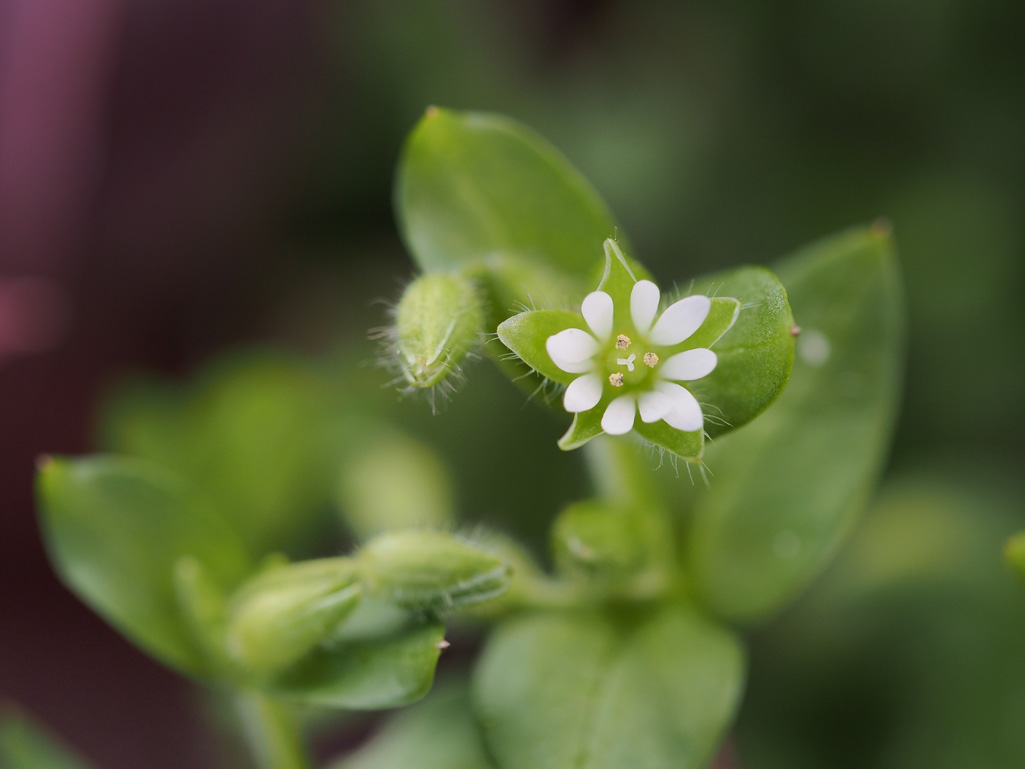 Kräuterquiz Vogelmiere