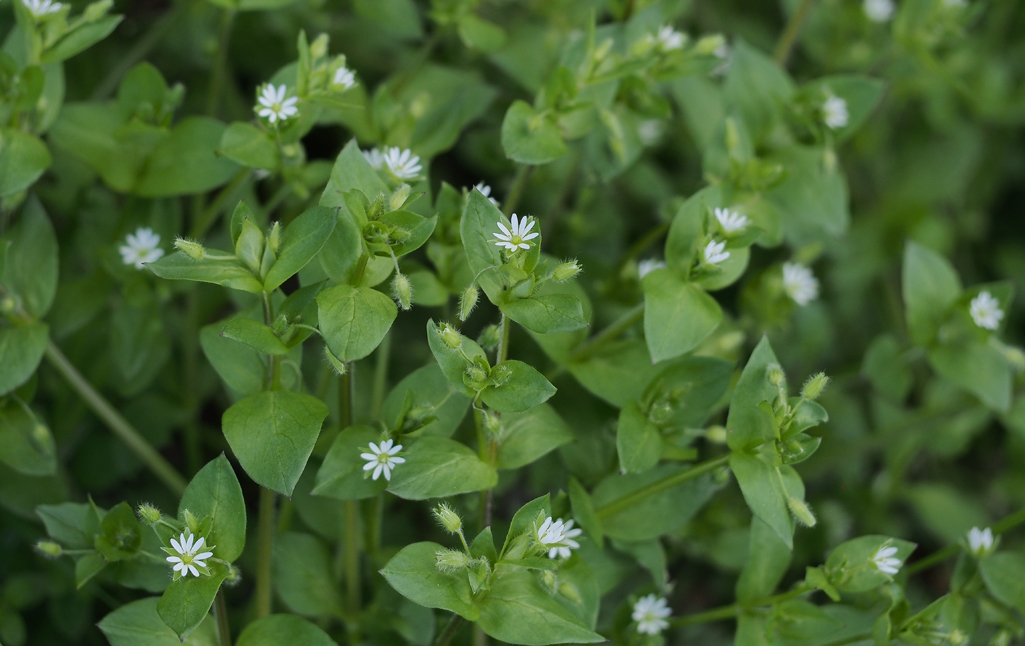 Kräuterquiz Vogelmiere