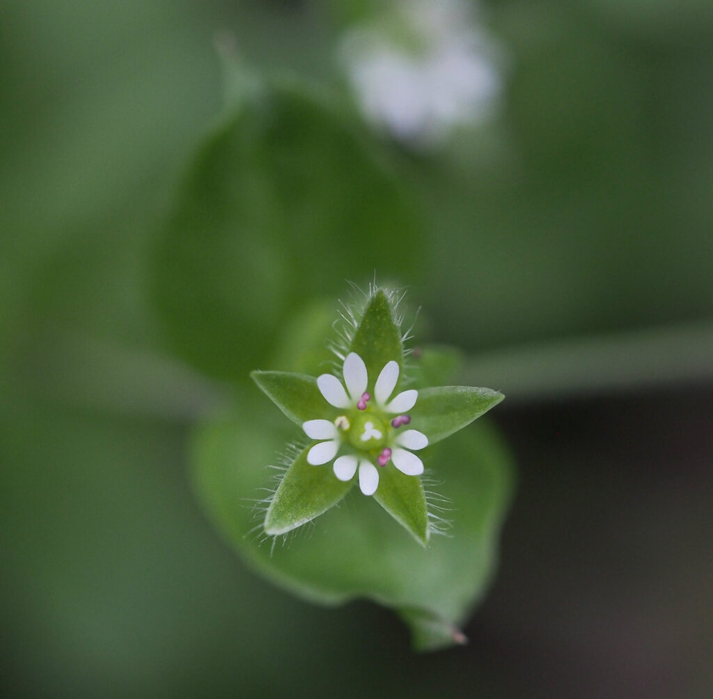 Kräuterquiz Vogelmiere
