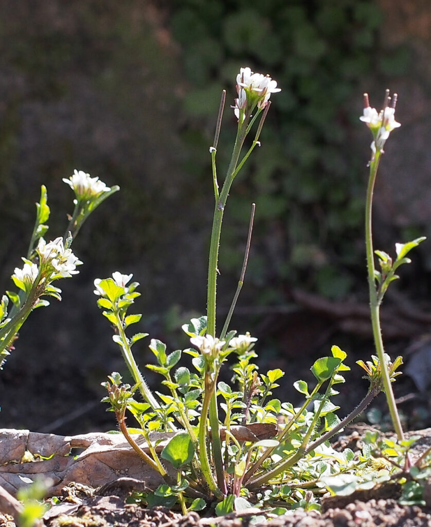 Monika Wurft: Gartenschaumkraut