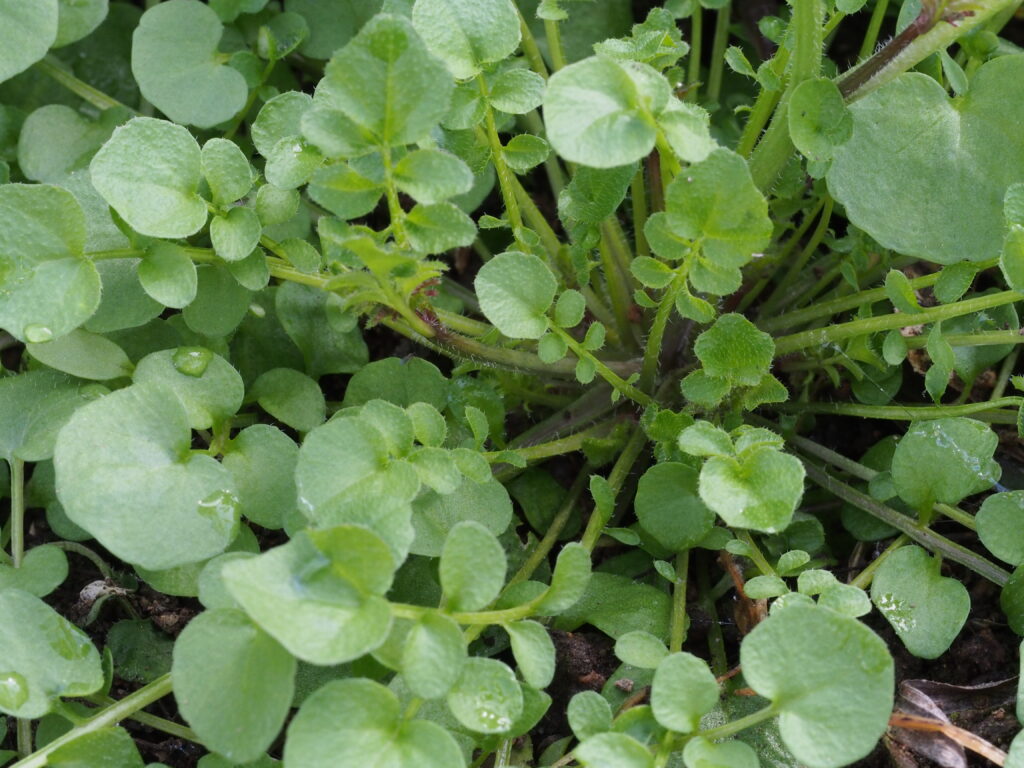 Monika Wurft: Gartenschaumkraut