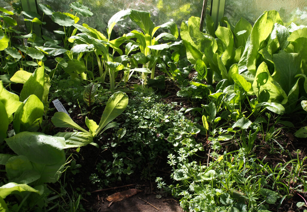 Monika Wurft: Gartenschaumkraut