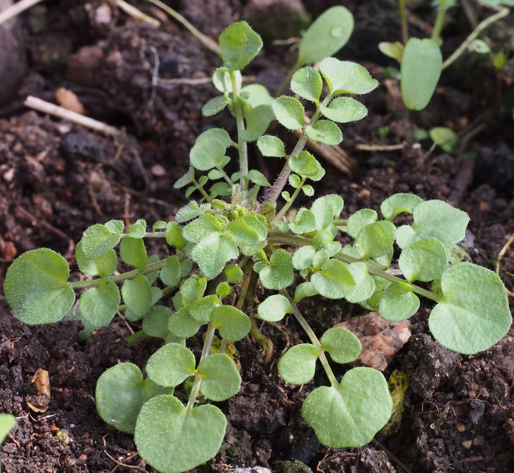 Monika Wurft: Gartenschaumkraut