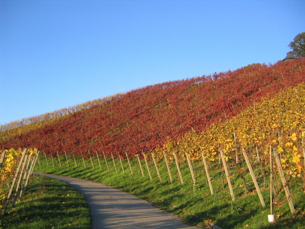 Erste Auszeichnung zum Naturpark-Partner für Weingut Schloss Neuweier