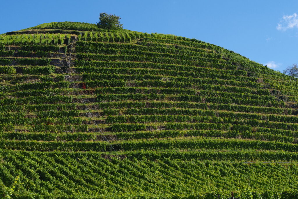 Erste Auszeichnung zum Naturpark-Partner für Weingut Schloss Neuweier