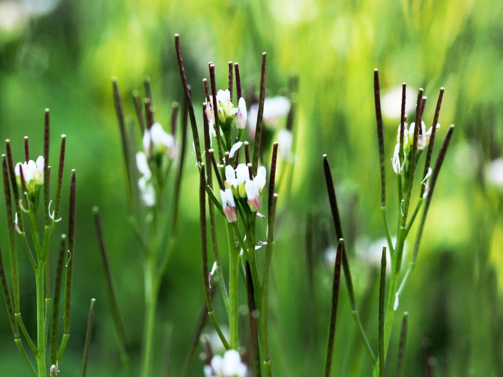 Monika Wurft: Gartenschaumkraut