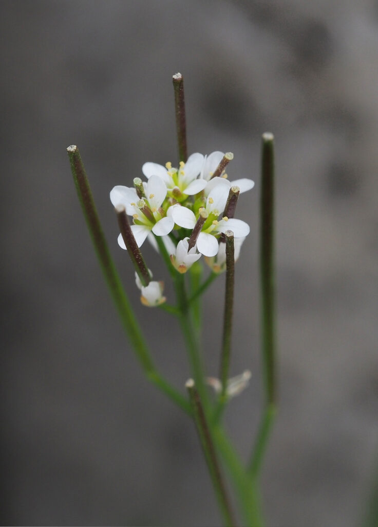 Monika Wurft: Gartenschaumkraut