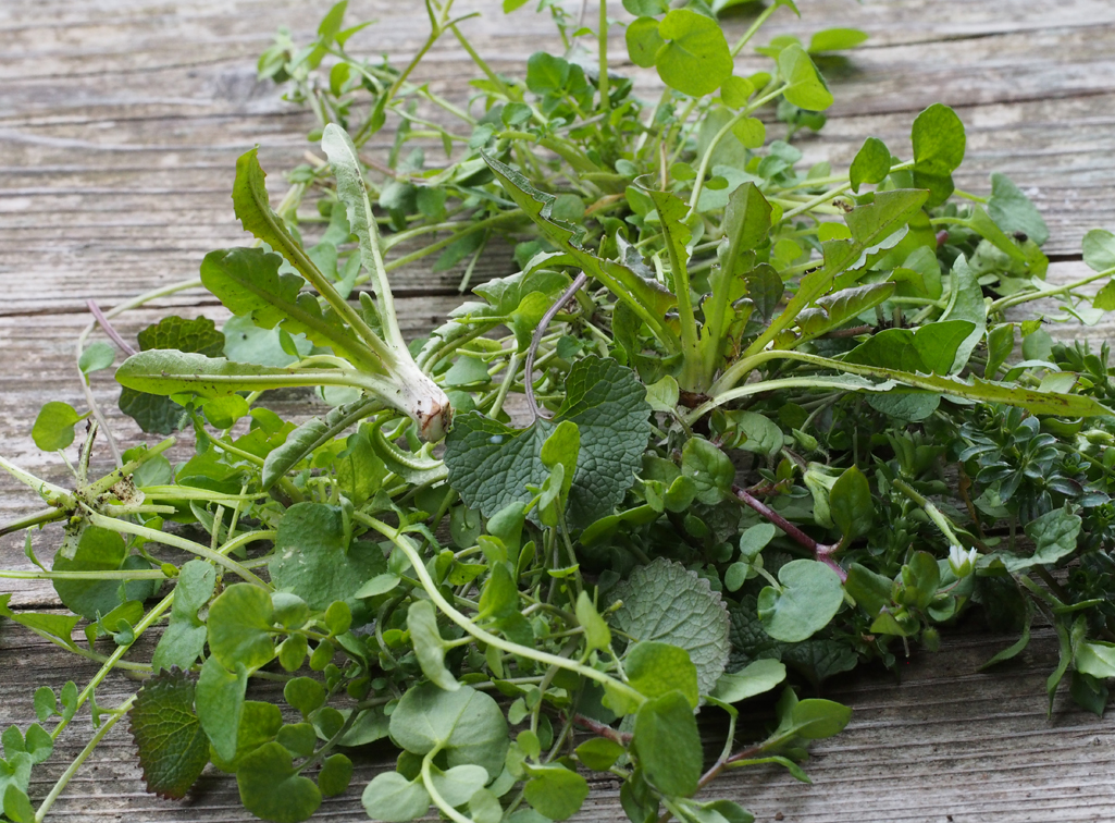 Monika Wurft: Gartenschaumkraut