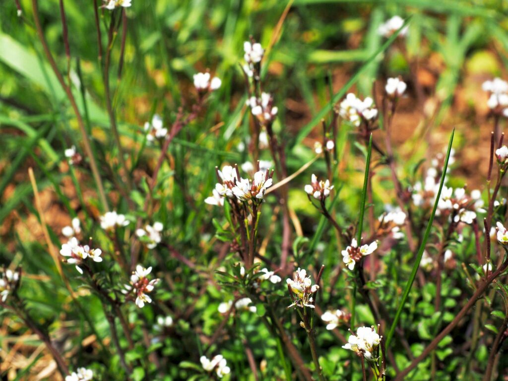 Monika Wurft: Gartenschaumkraut