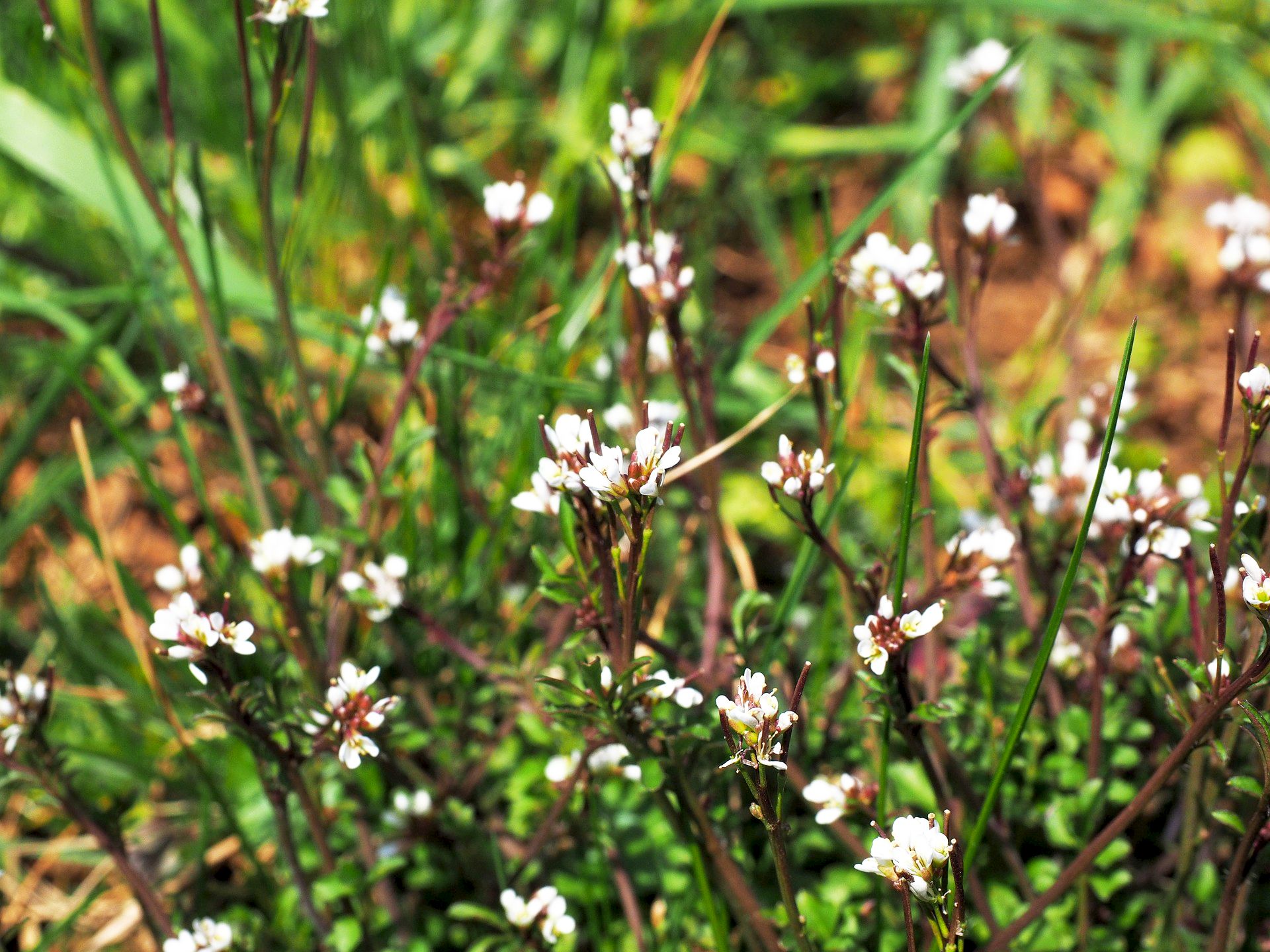 Monika Wurft: Gartenschaumkraut