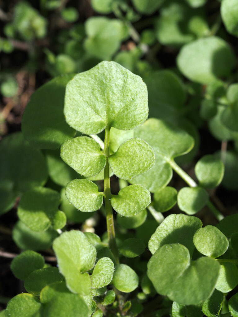 Monika Wurft: Gartenschaumkraut