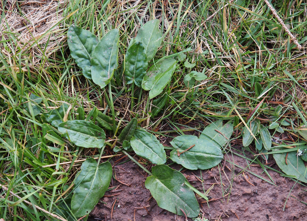 Kräuterwissen - Sauerampfer