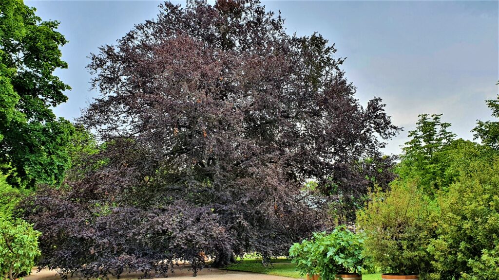 Baum des Jahres 2022 - die Rotbuche