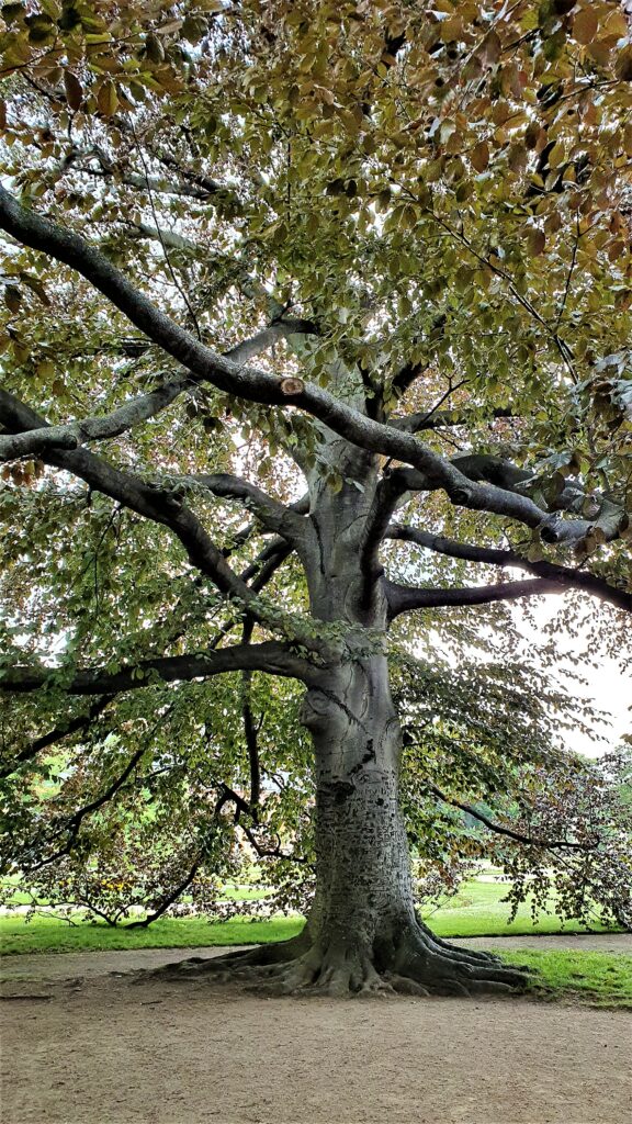 Baum des Jahres 2022 - die Rotbuche