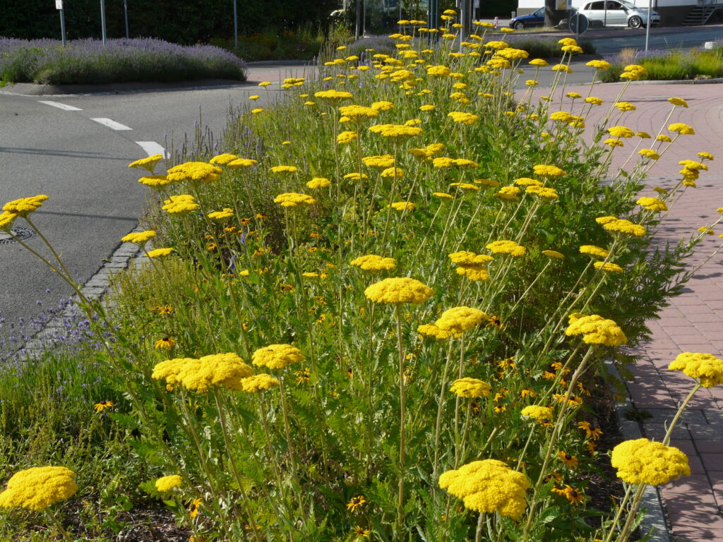 Wildbiene des Jahres 2022 - die Rainfarn-Maskenbiene