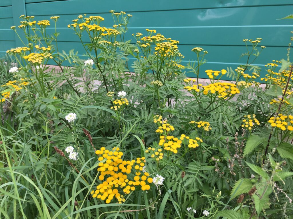 Wildbiene des Jahres 2022 - die Rainfarn-Maskenbiene